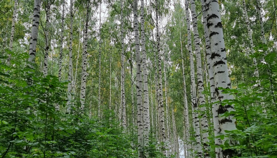 I alt vokser det 3,3 milliarder bjørketrær i Norge.