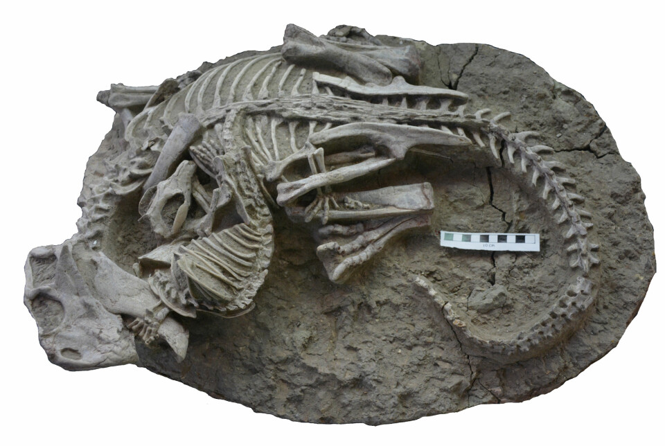 Pattedyret Repenomamus robustus i kamp med dinosauren Psittacosaurus lujiatunensis. Begge skjelettene er hele, med unntak av at pattedyret mangler litt av haletippen.