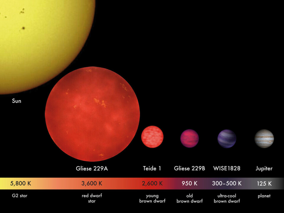 Illustrasjonen viser sola, en rød dverg, tre brune dverger og planeten Jupiter.