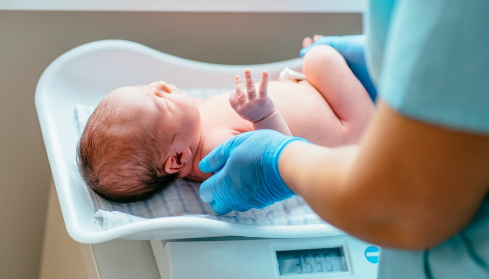 Barnets fødselsvekt sier mye om barnets helse. Fødselsvekten kan også gi informasjon om morens helse på lang sikt.
