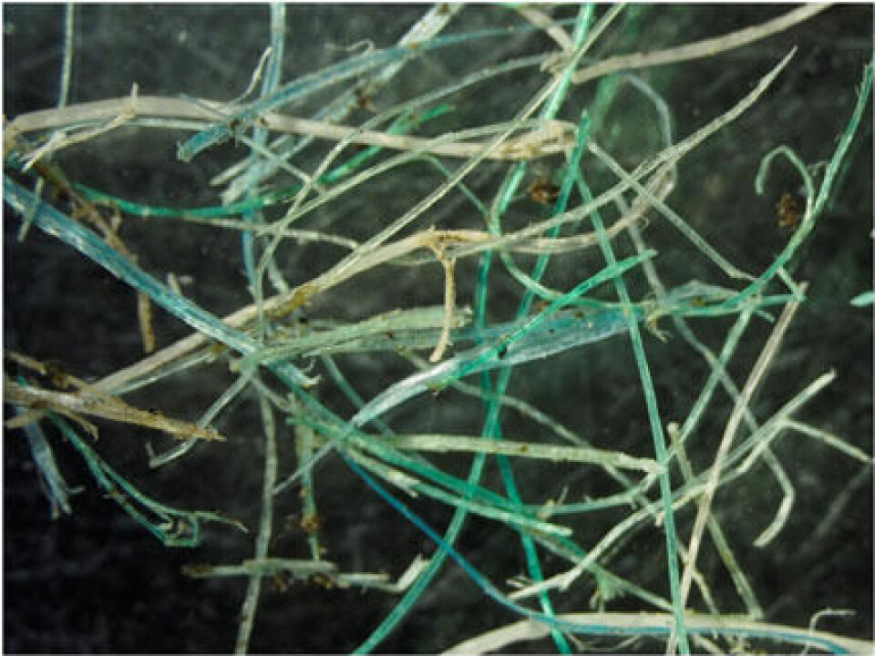 Mikroplast fiber funnet i en av prøvene fra strendene på Svalbard.