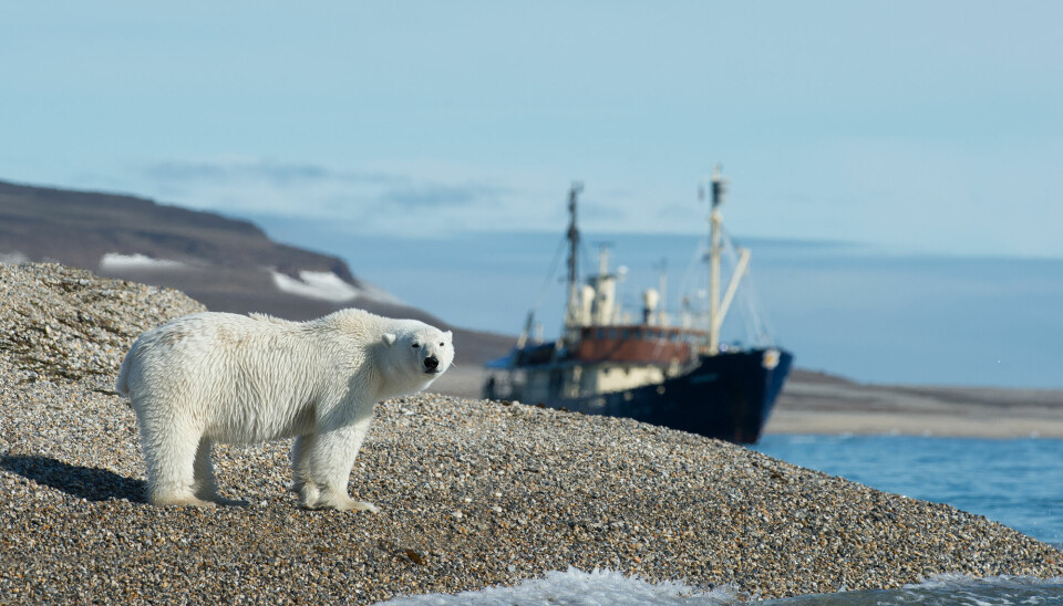 På Svalbard er det isbjørner.