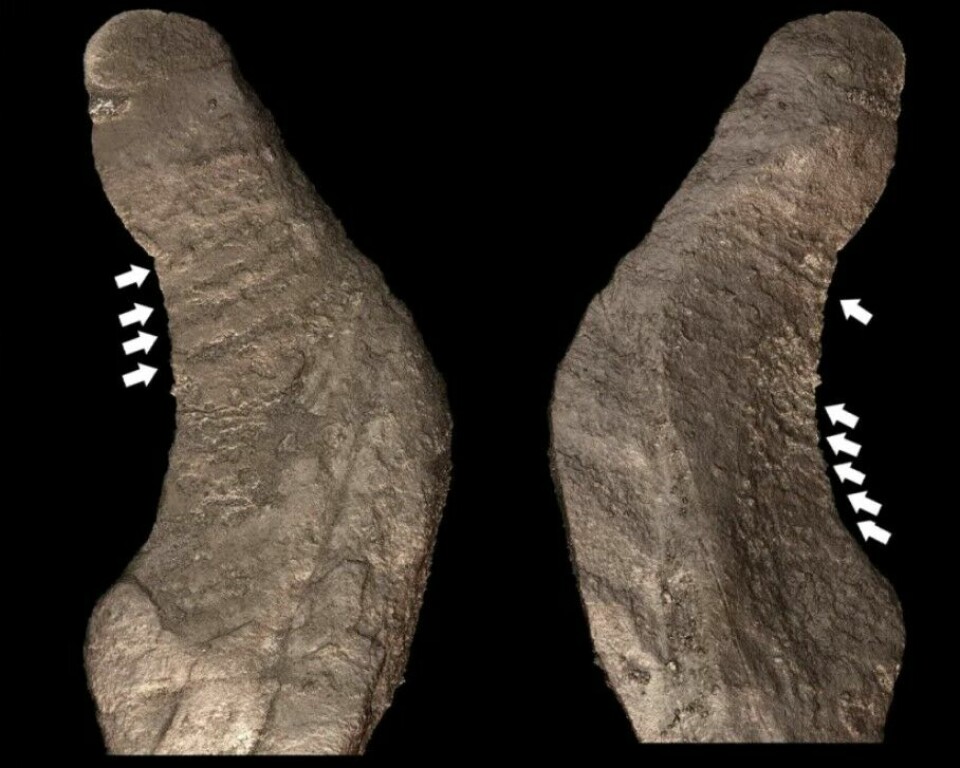 Forsiden og baksiden av steinen som ble funnet ved restene av et barn. Bildet er laget fra røngtenbilder.