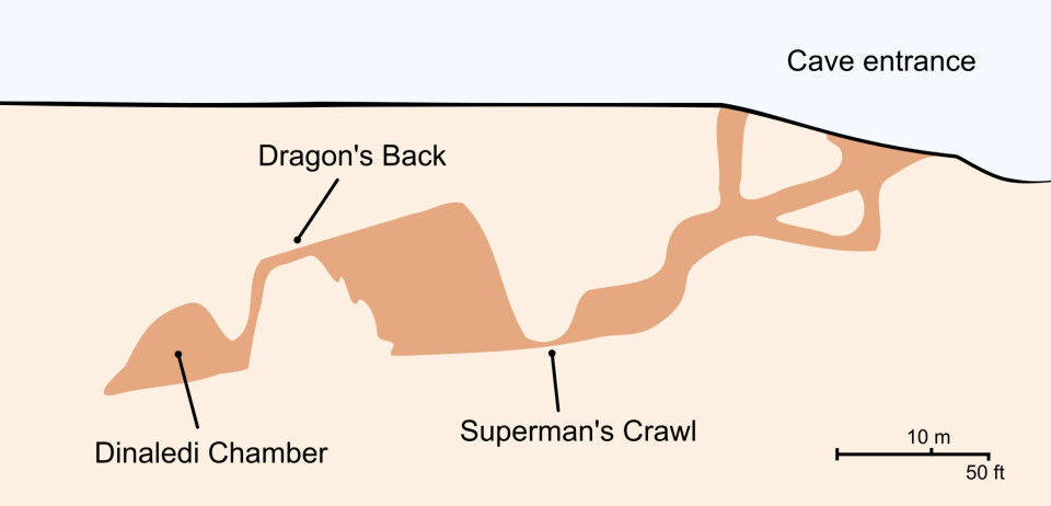 Tversnitt av Rising Star-grotten, der Homo naledi-fossilene ble funnet i Dinaledi-kammeret.