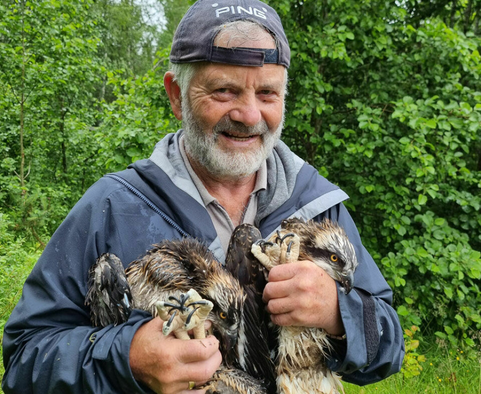 Torgeir Nygård med to av fiskeørnungene som skal starte en ny tilværelse i Irland.