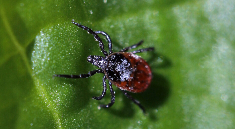 Flått-viruset TBE kan spre seg med varmere klima