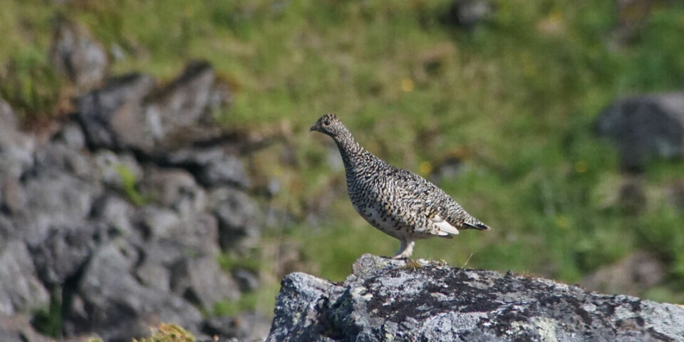 When there are few small rodents, the predators must find other prey to survive. This affects populations of other small prey in the mountains, such as the mountain ptarmigan.