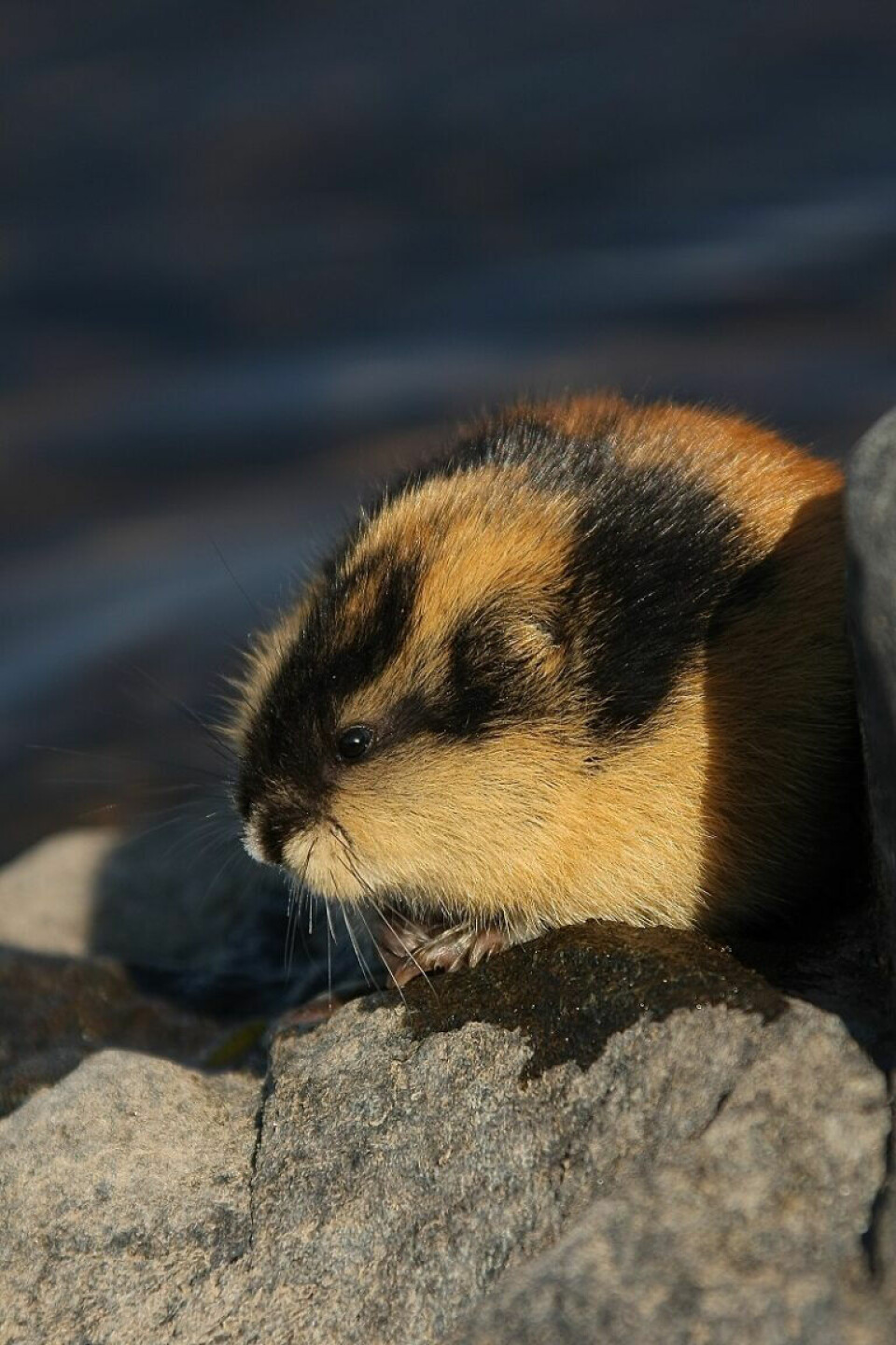 Lemmings are considered a keystone species in the mountains throughout the Nordic countries.