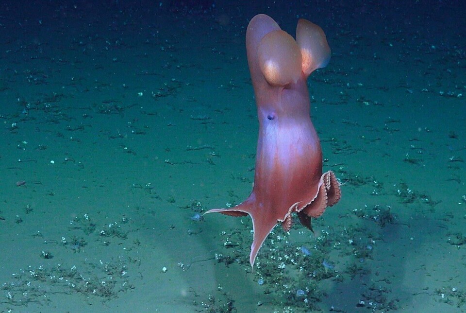 Dumbo-blekkspruten «ører» er finner som den bruker til å svømme med.