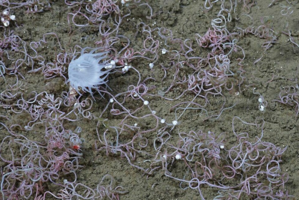 På havbunnen lever dyr av kjemisk energi i steden for energi fra solen. De små trådene på bildet er rørormer. Her er også en anemone og små hvite snegleaktige skjell.