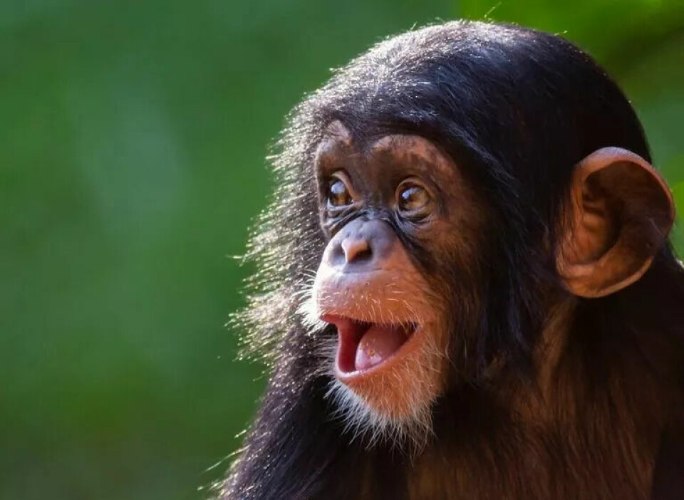 Sjimpansen er en av menneskets nærmeste slektninger – men kanskje er det dristighet som skiller de to artene.