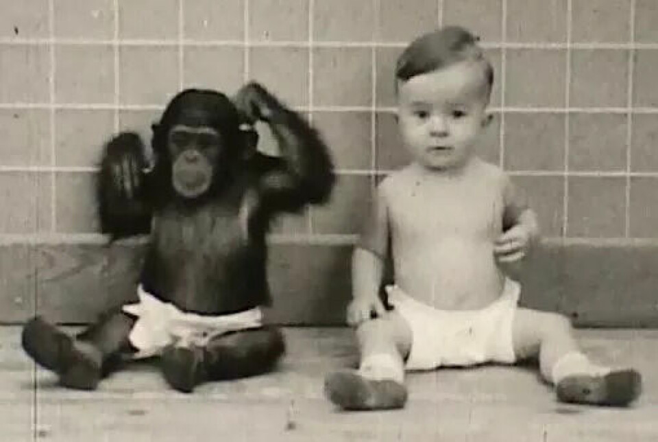 Det er slett ikke første gang i vitenskapens historie at aper og menneskebarn blir sammenlignet.