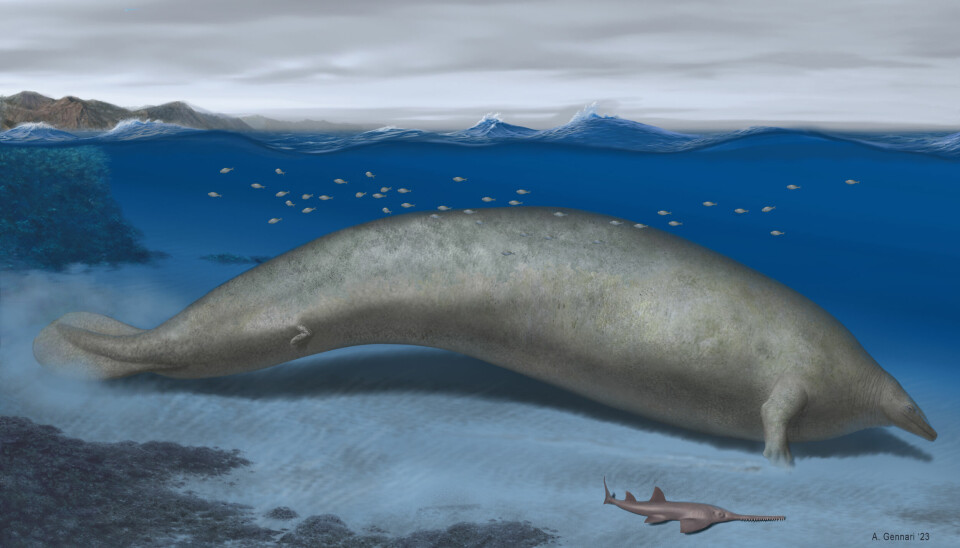 Perucetus colossus levde antagelig i grunne kystområder for 39 millioner år siden og kan ha vært på tyngde med en blåhval.