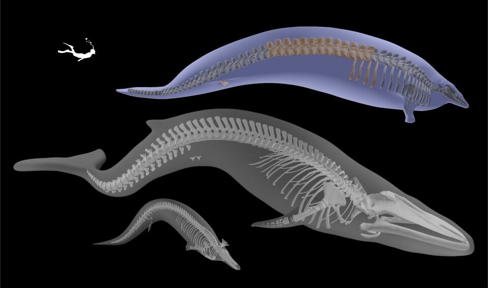 Perucetus colossus var cirka 20 meter. Her er den sammenlignet med en blåhval, et menneske og en mindre slektning.