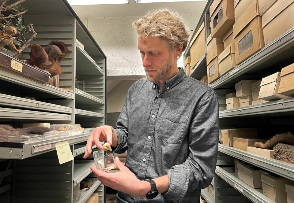 Kjetil Lysne Voje jobber med å finne ut hvordan evolusjon egentlig foregår. Her viser han objekter i Naturhistorisk museums samlinger.