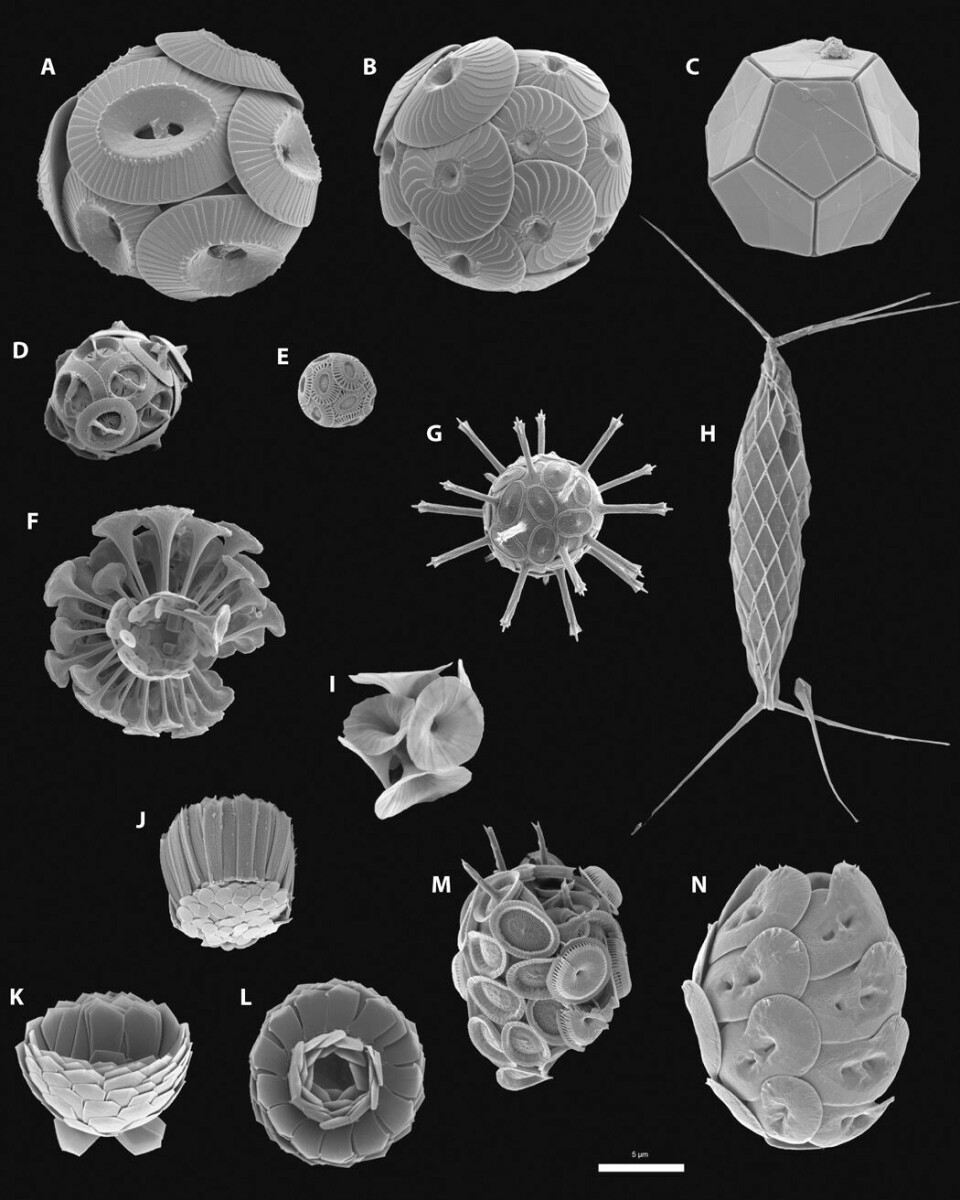 Her er et utvalg av ulike kalkflagellater.