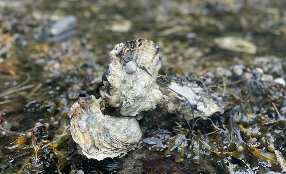 When we refer to the Pacific oyster as an invasive species, it's also implied in the name: It doesn't originally belong in Norwegian waters.