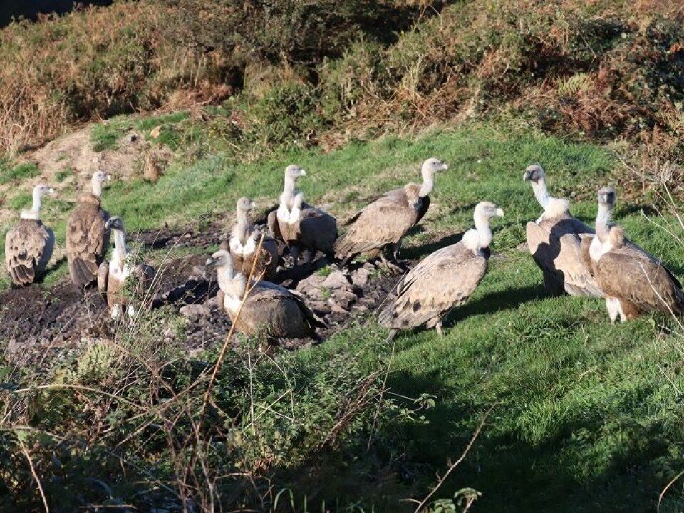 Poisoned carcasses are a major problem for vultures in Europe. This photo shows goose vultures at an established feeding station, a so-called ‘vulture restaurant’.