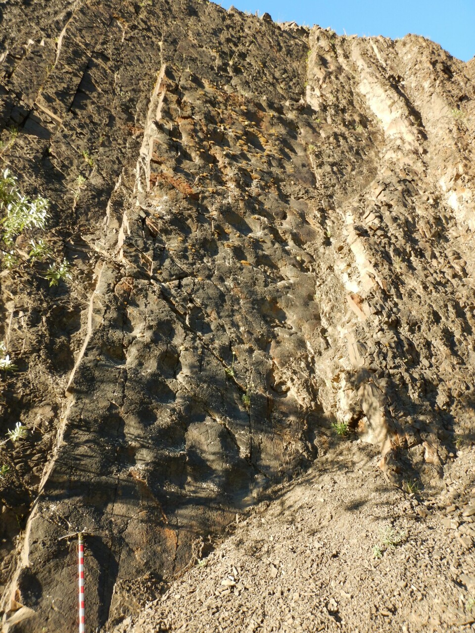 Her har det vandret en gjeng store planteetende dinosaurer, for rundt 70 millioner år siden. Hakken nede til venstre er rundt en meter lang.