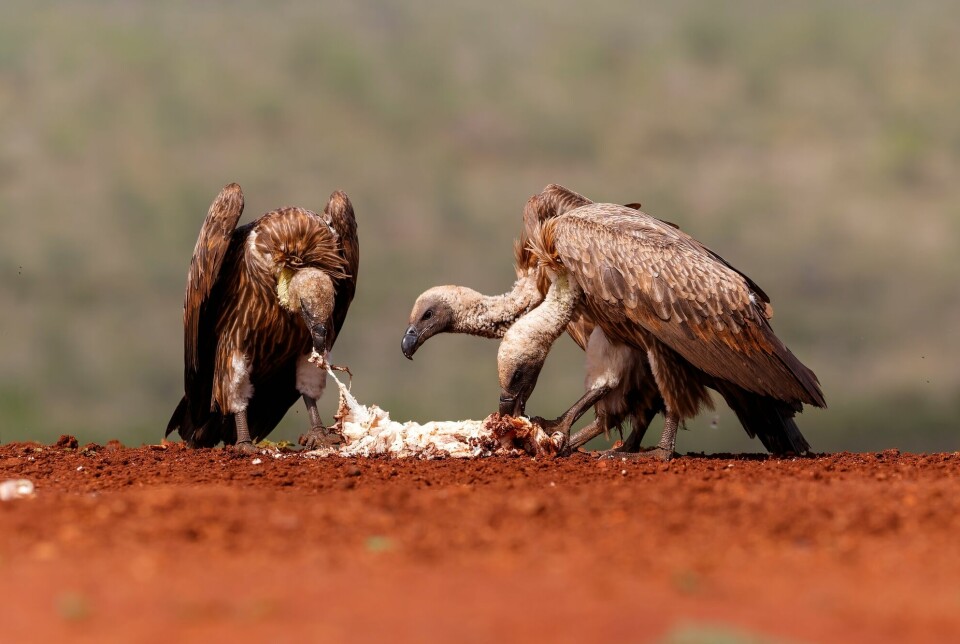 Vultures are sentinel species. This means that the health of vultures is an indicator of the health of the ecosystem as a whole.