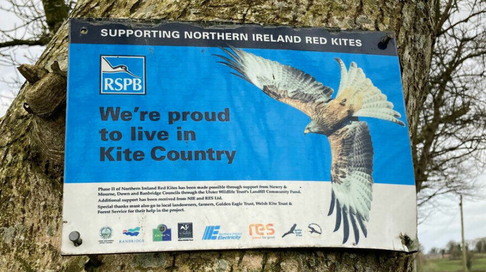 While the red kite reintroduction project in Northern Ireland is framed as a conservation success story, Sands’work illustrates key challenges for coexisting with wildlife in human-dominated landscapes.