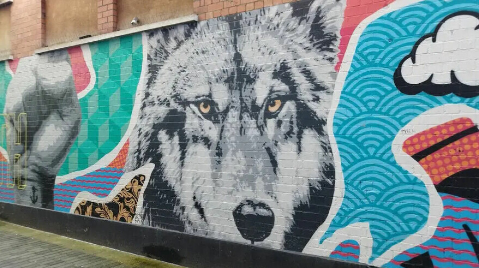 Long after their eradication from Ireland, wolves still occupy a prominent place in the cultural imagination. Yet, calls for their reintroduction are heavily contested and have provoked disagreements among different groups of people over the future of the Irish countryside. Street art in Belfast, Northern Ireland.