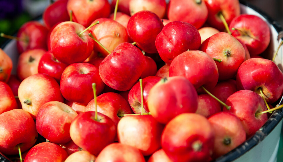 Det er tryggest å spise epler fra treet. Epler på bakken med synlige skader, kan ha fått i seg en farlig soppgift.