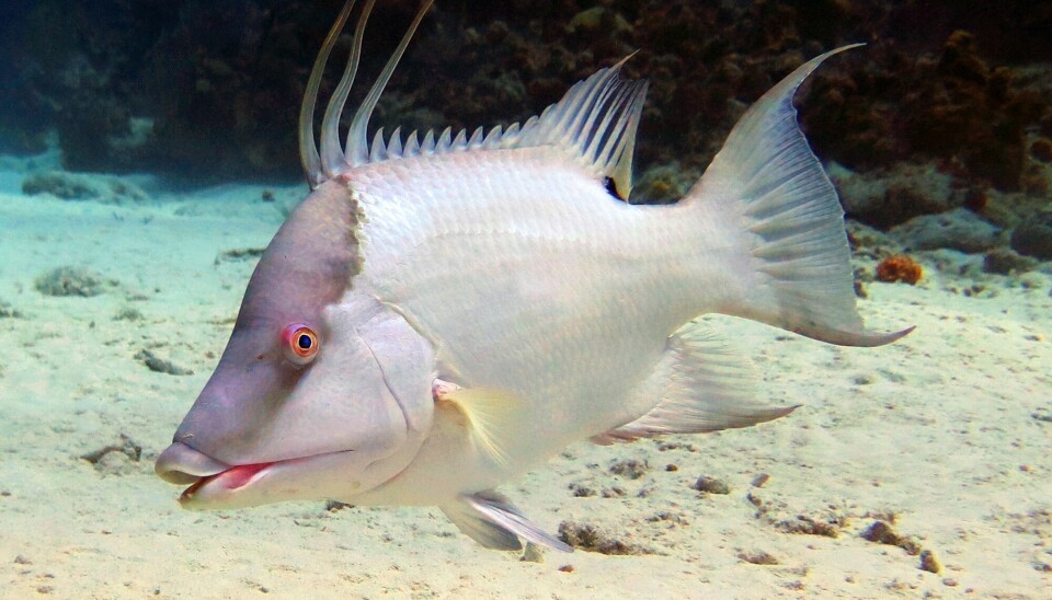 Den hvite fargen går i ett med havbunnen, men denne leppefisken kan skifte farge til brune flekker eller rødoransje.