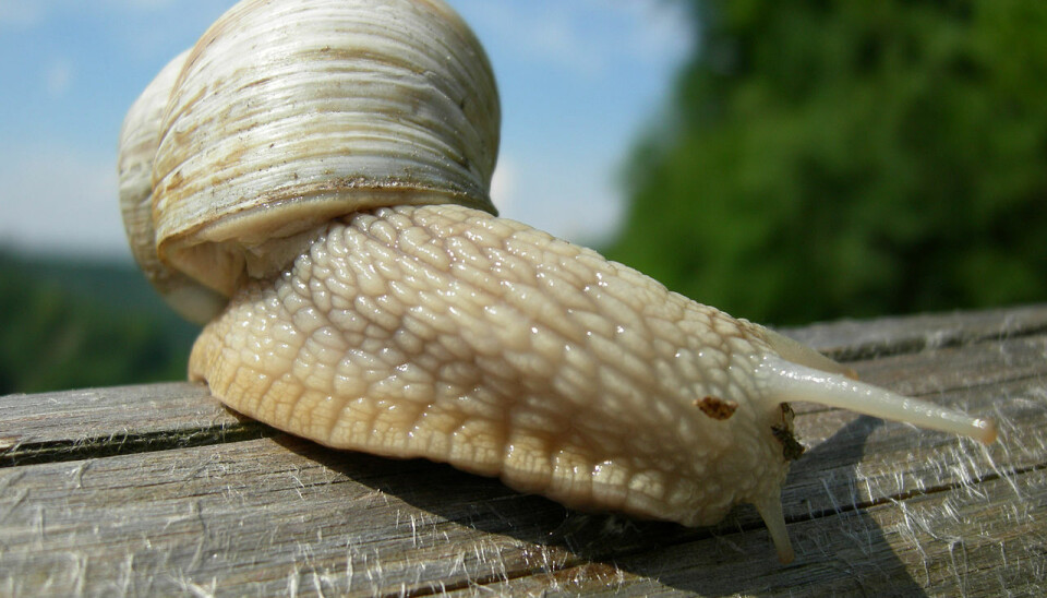 Vinbergsneglen brukes i den populære matretten escargot i Frankrike. Den er satt ut og sprer seg enkelte steder i Norge også, selv om den er uønsket her.