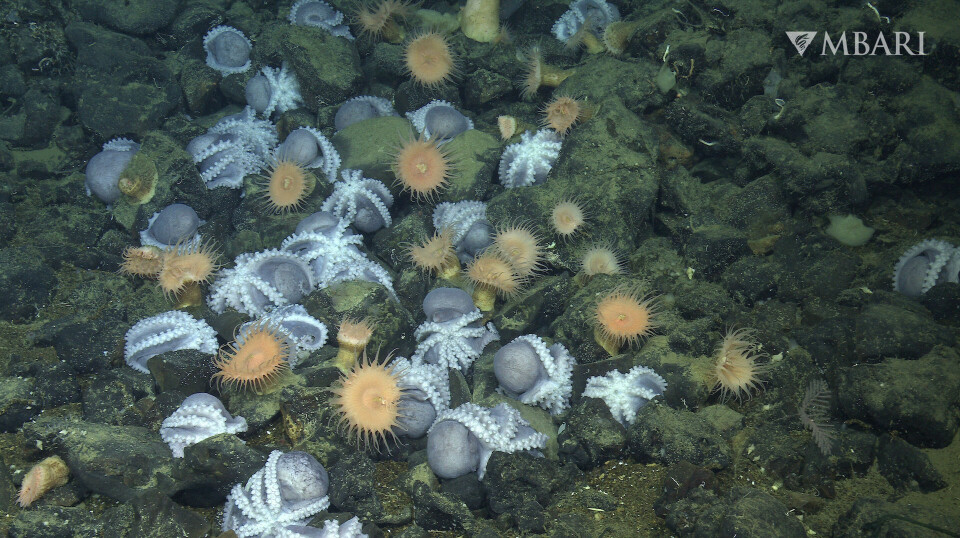 Dette er bare noen få av blekksprutene som er avdekket av forskerne. Dette er dypvannsblekksprut av arten M. robustus.