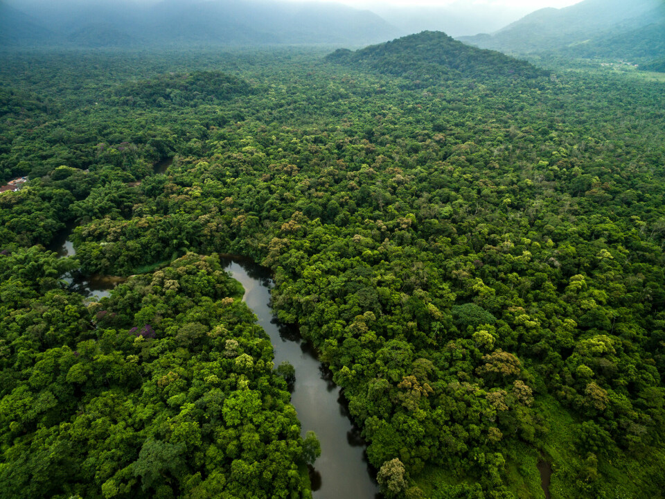 En tett og frisk regnskog i Latin-Amerika.