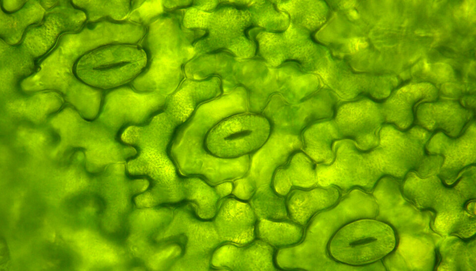 Spalteåpninger i blader under et mikroskop. Her tas karbondioksid fra lufta inn.