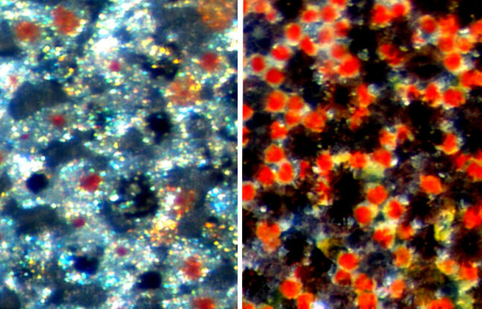 Hudlaget med farger sett under mikroskopet. Hver klump er en celle. Disse kan inneholde gule, røde eller svarte pigmenter. Cellene med pigmenter kan spre seg fra hverandre (til venstre) eller klumpe seg sammen (til høyre).