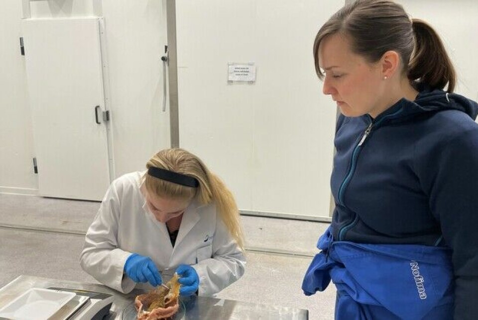 Researcher Anette Hustad and master's student Tora Conardi-Larsen weigh, measure, and study the stomach contents of 15 wild-caught crabs to compare diet and growth with counterparts from three different feed regimes under Nofima's direction.