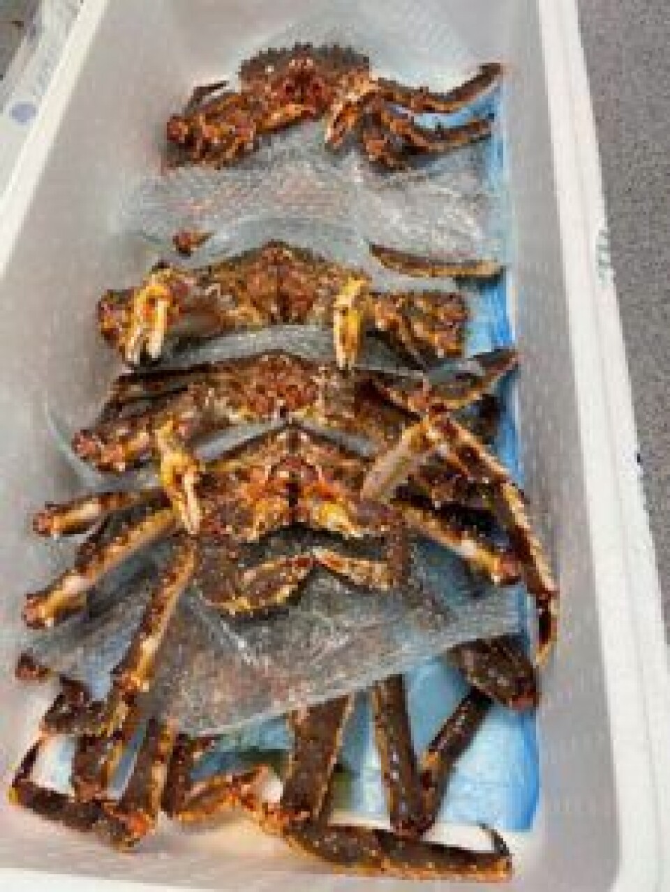 Nofima's Crab is King project focuses on precisely how to rear small crabs from 250 grams up to a marketable size.