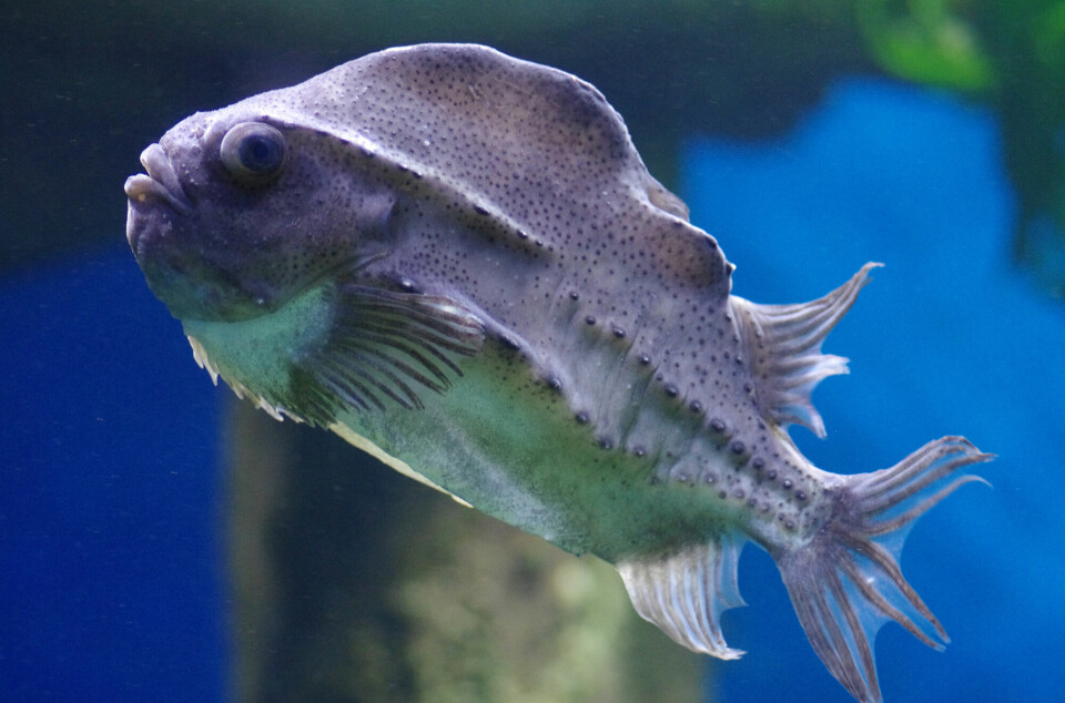 Lumpfish becomes food fit for kings