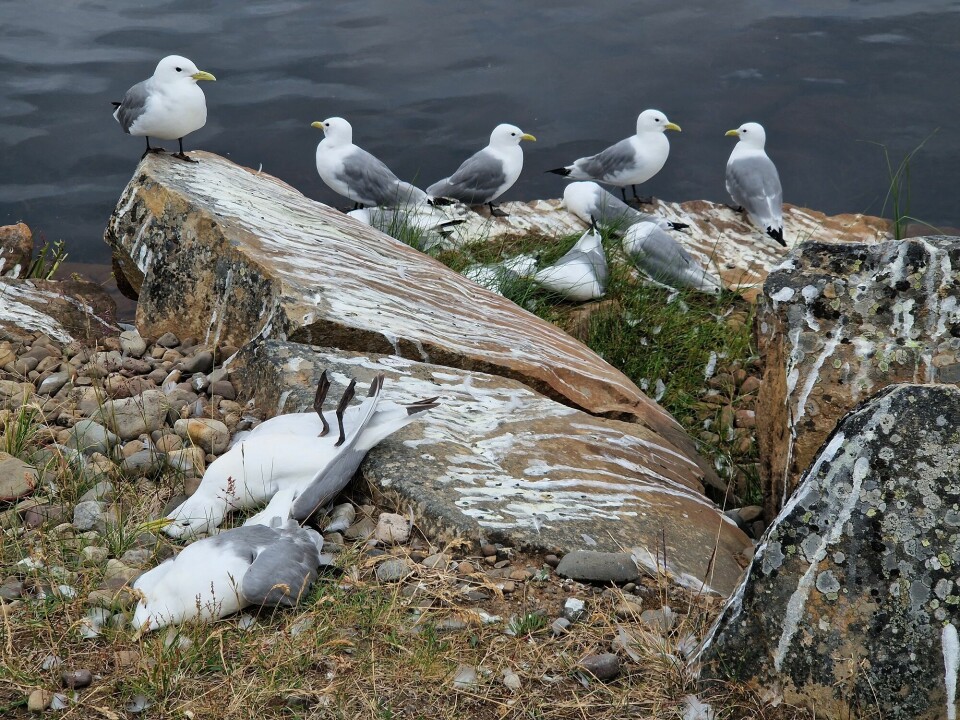 Fugleinfluensa er en global dyretragedie. Her krykkjer i fuglekolonien på Ekkerøy i Finnmark.