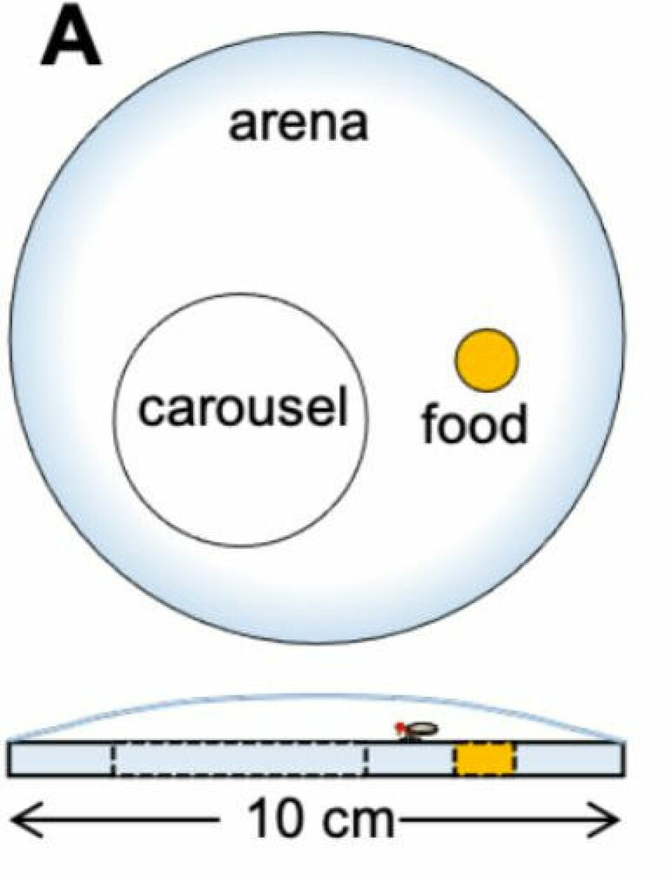 En tegning av glassburet. Den gule flekken viser hvor maten var. Den hvite sirkelen viser platen som snurret.