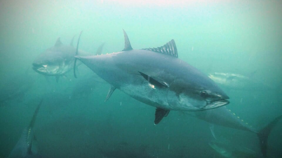 Bluefin tuna is the world's largest tuna species.