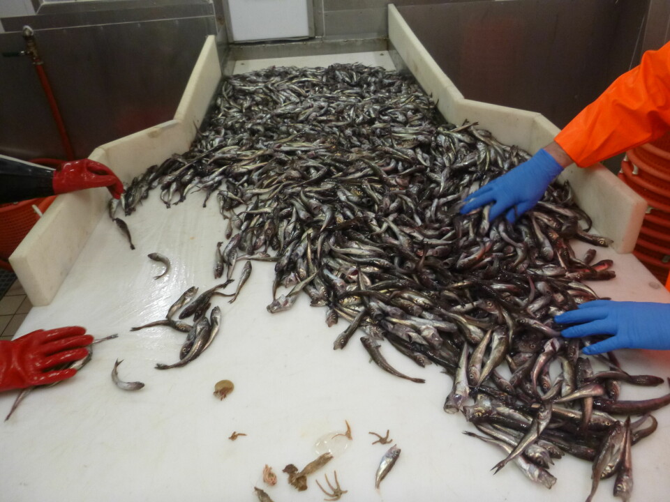 Forskerne har analysert fisk fra tråleundersøkelser som er gjort mellom 1993 til 2019 i Atlanterhavet og Stillehavet. 82.000 ulike trål er med i studien med 1 769 ulike fiskearter.