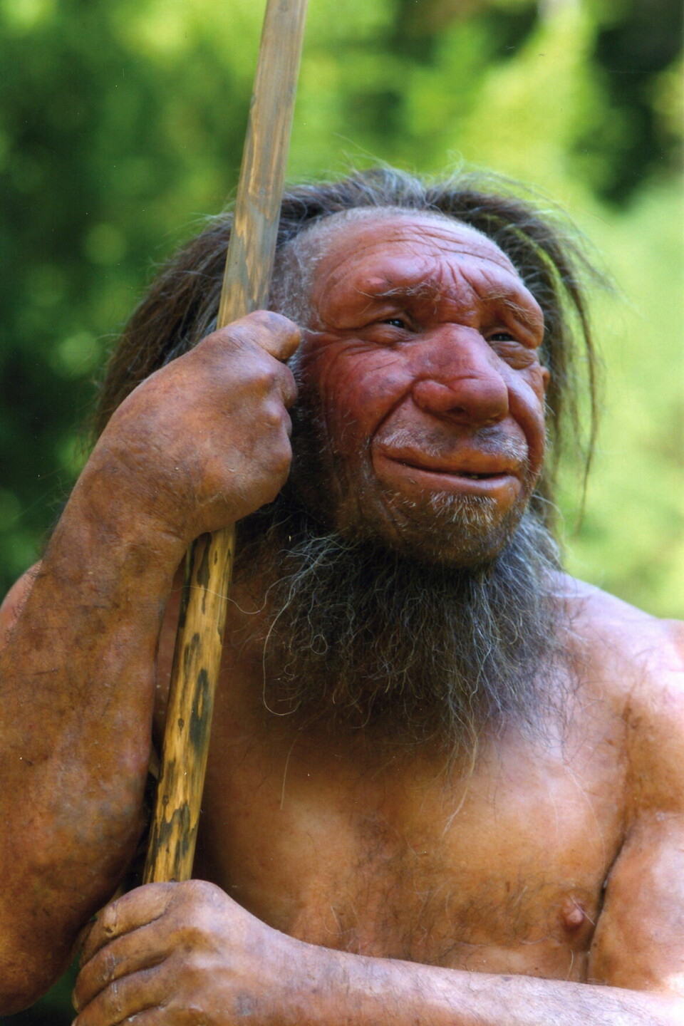 Rekonstruksjon av en neandertaler - en av våre nærmeste menneskeslektninger.