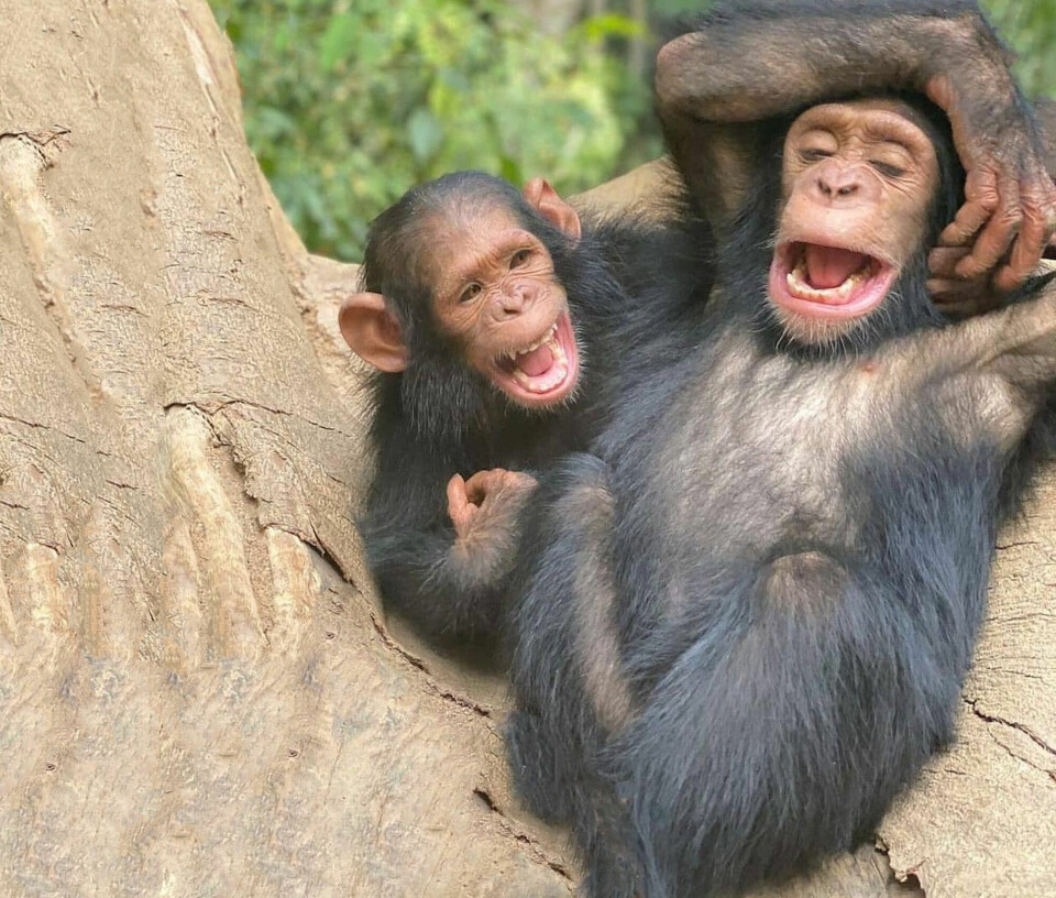 Sjimpansene er de nærmeste nålevende slektningene til mennesket.