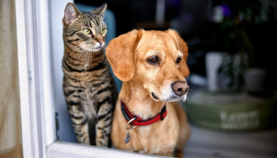 Det er mange forskjeller mellom hunde- og kattepersoner, viser forskning. Men hvorfor er det sånn?
