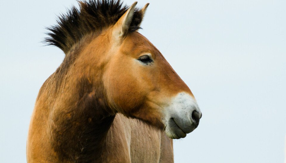 Przewalskihesten er mindre, kortere og kraftigere bygd enn tamme hester.
