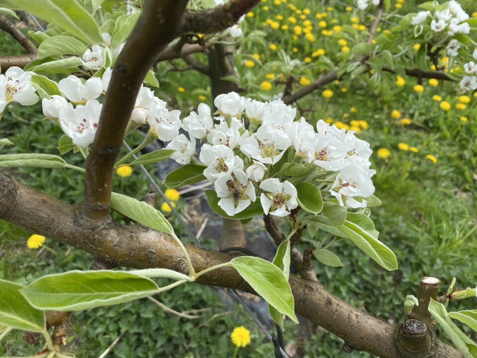 Honningbier er viktige for pollinering av Celina. Har dei først begynt å arbeide med pæreblomstrar, heldt dei fram med det.