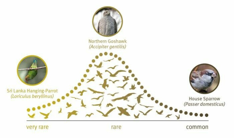 Visualisering av fordelingen over sjeldne og vanlige arter blant fugler. Det er flest sjeldne arter (slik hønsehauk), få veldig sjeldne (slik som Skarlagenkronet flaggermuspapegøye), og få veldig vanlige (som gråspurv).