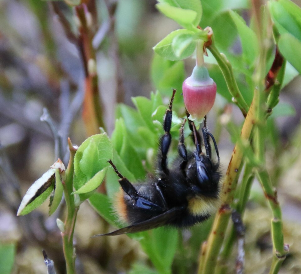 Markhumle er ein av dei første humlene som flyg om våren. Dronninga treng belønninga som blåbærblomstrane tilbyr, i form av energirik nektar og proteinrik pollen, til seg sjølv og sine små.