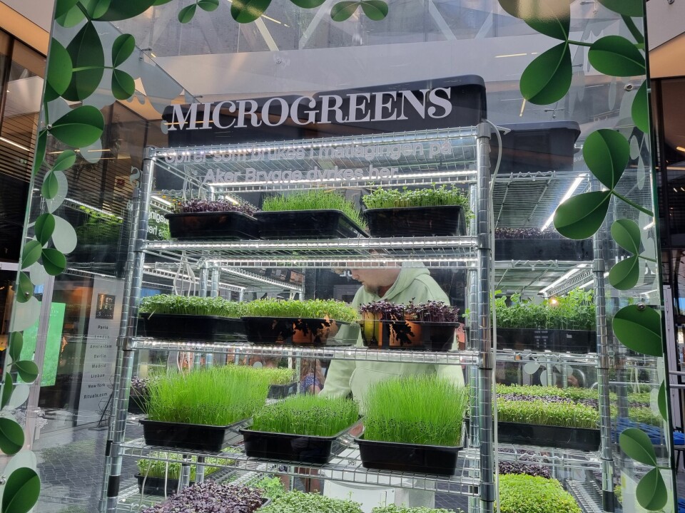 Mikrogrønt er ganske enkelt spiselige vekster som høstes når plantene fortsatt er svært unge. Enkelte mikrogrønne planter er spiseklare allerede etter åtte til ti dager.