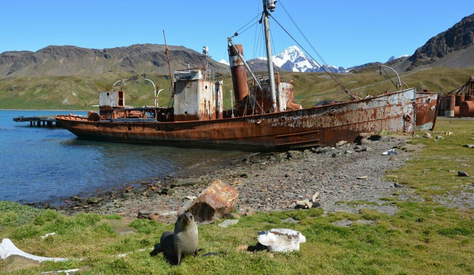 En gammel hvalfangstskute i Grytviken – og en representant for dagens innbyggere.