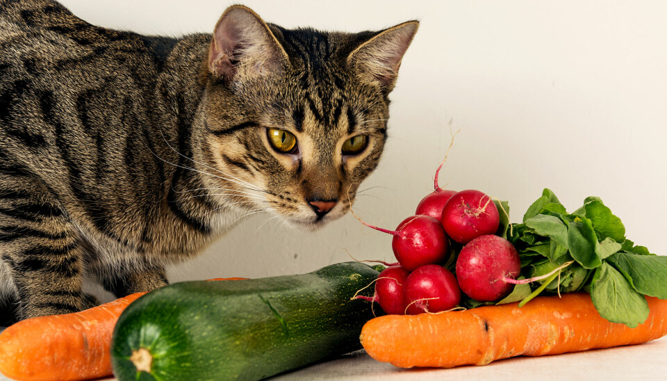 Det har vært vanlig å tro at katter må spise kjøtt. En ny studie viser at plantemat også går bra.
